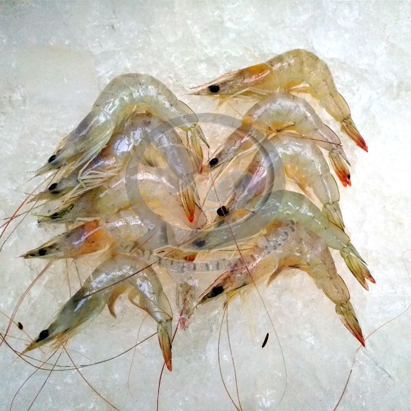

Udang Peci segar 1 kg