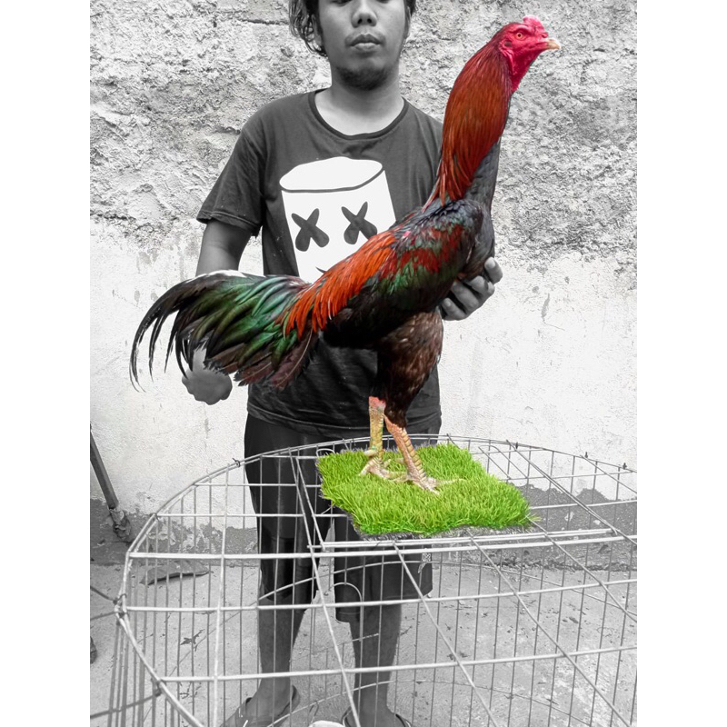 Pakhoy full brakot tehnik vip - ayam pakhoy iq - ayam aduan - ayam laga - ayam bangkok - ayam koyngo