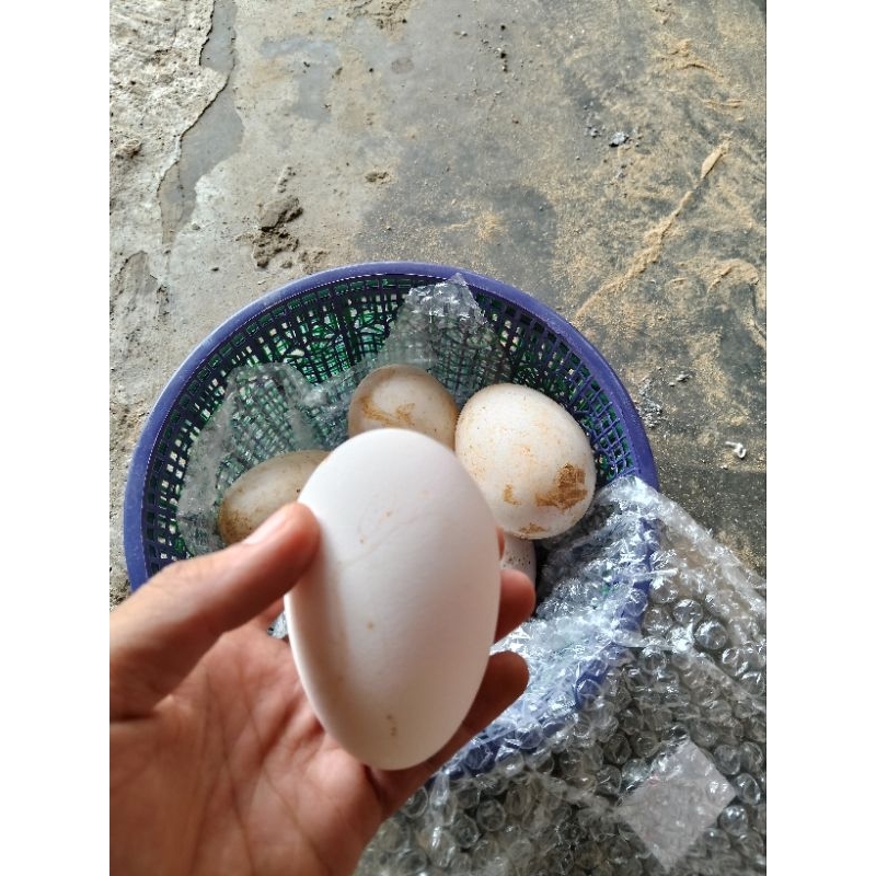 

Telur angsa fresh untuk konsumsi