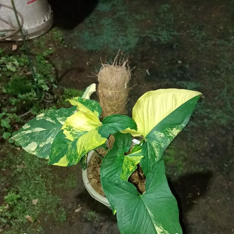 sengonium variegata yellow