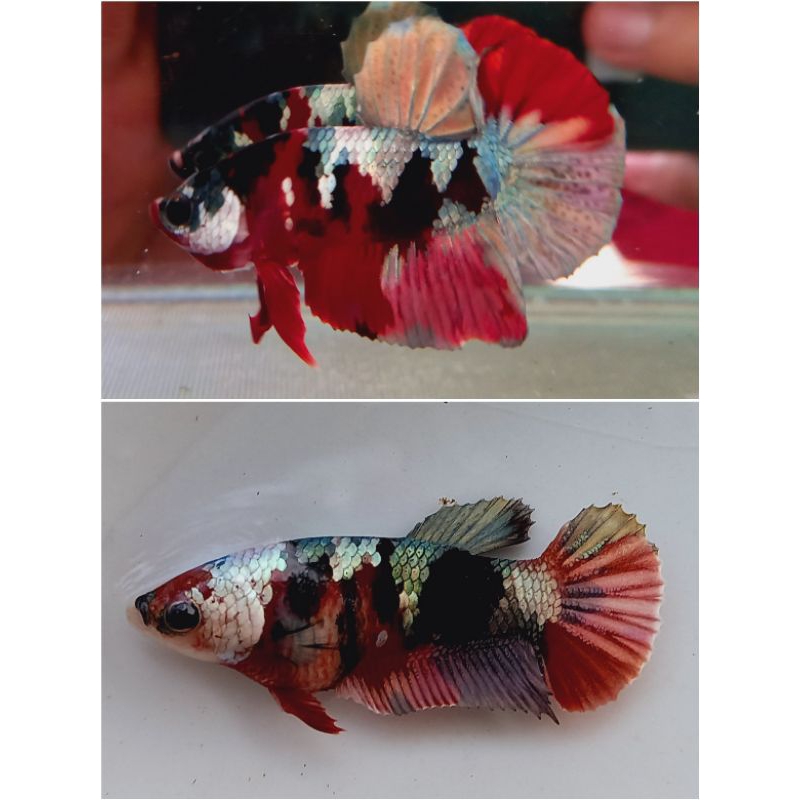 cupang plakat Red Koi Galaxy
