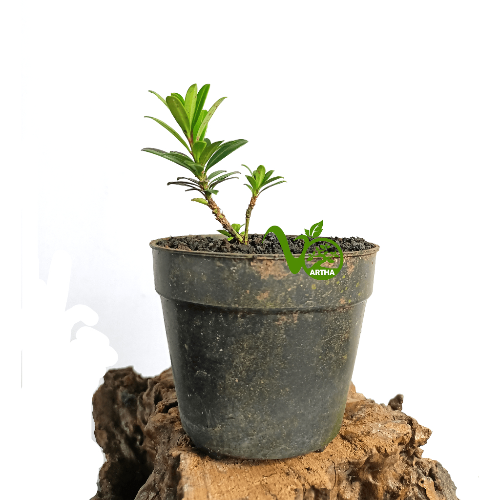 Bibit Bonsai Lohansung Mutiara