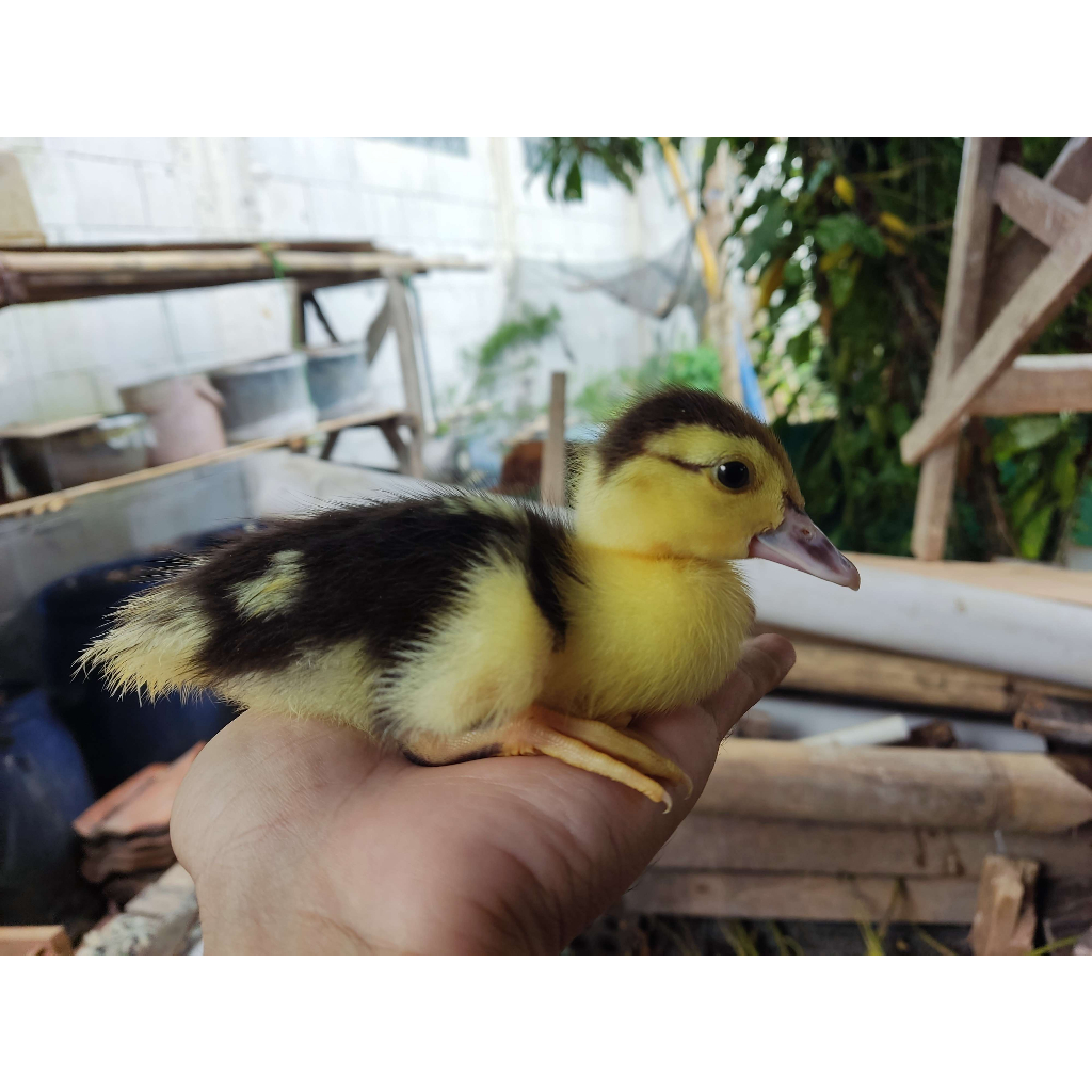 DOD anak entok ukuran 7-10 hari (bandung)