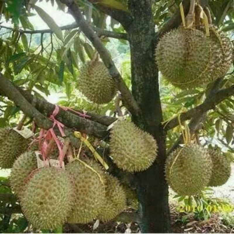 

Durian Nikol Kaki Tiga