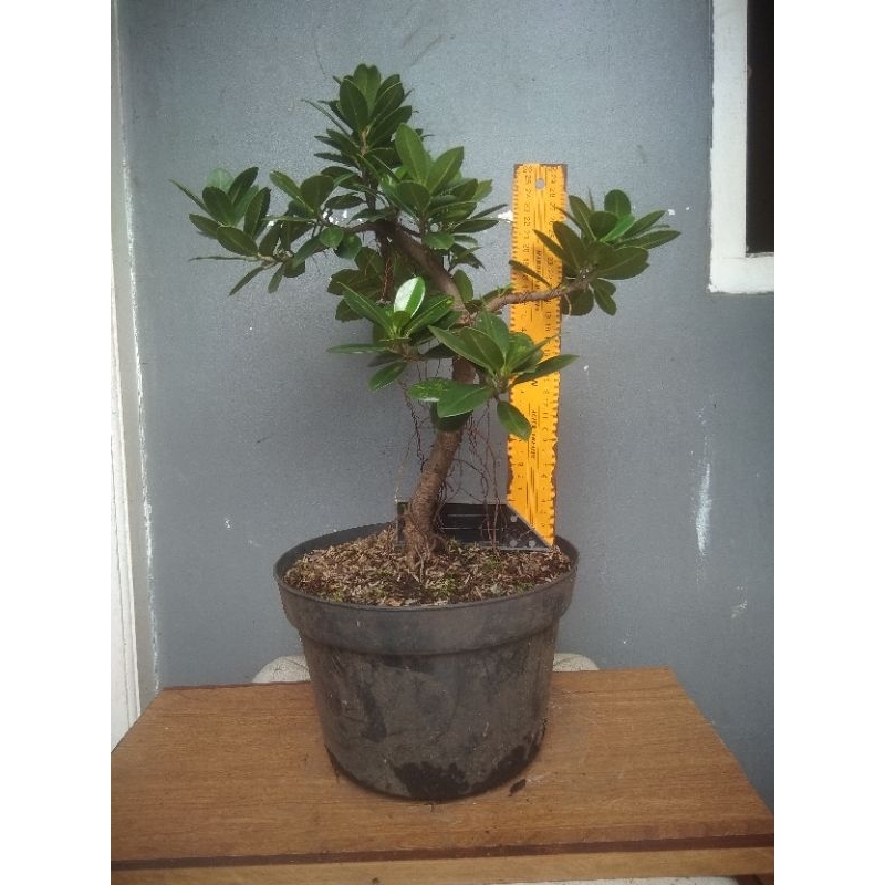 Bonsai Beringin Korea/dolar