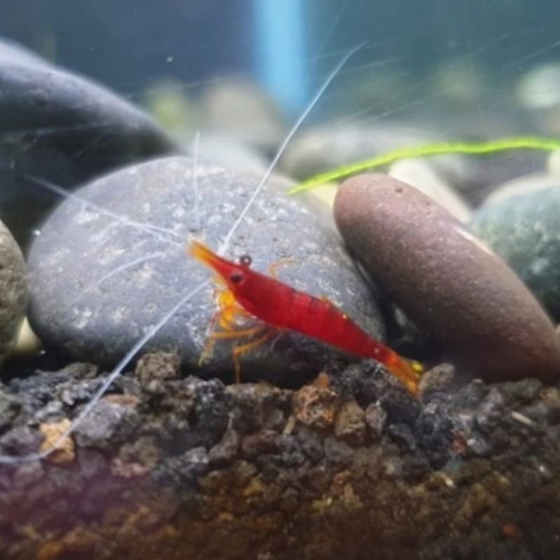 udang sulawesi yellow nose