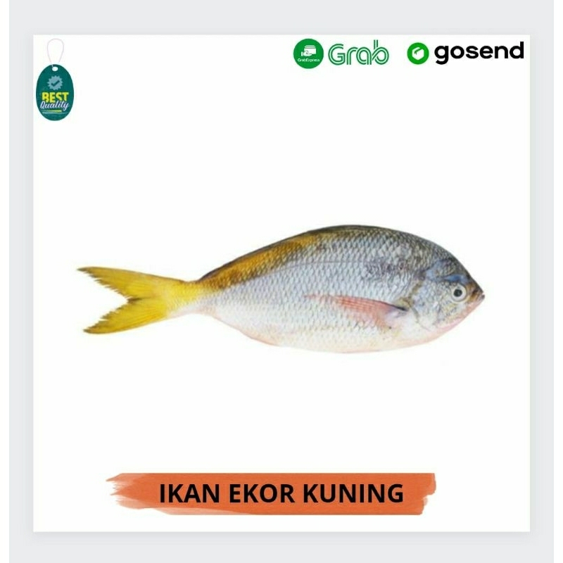 

Ikan Ekor Kuning Segar - 1000gr