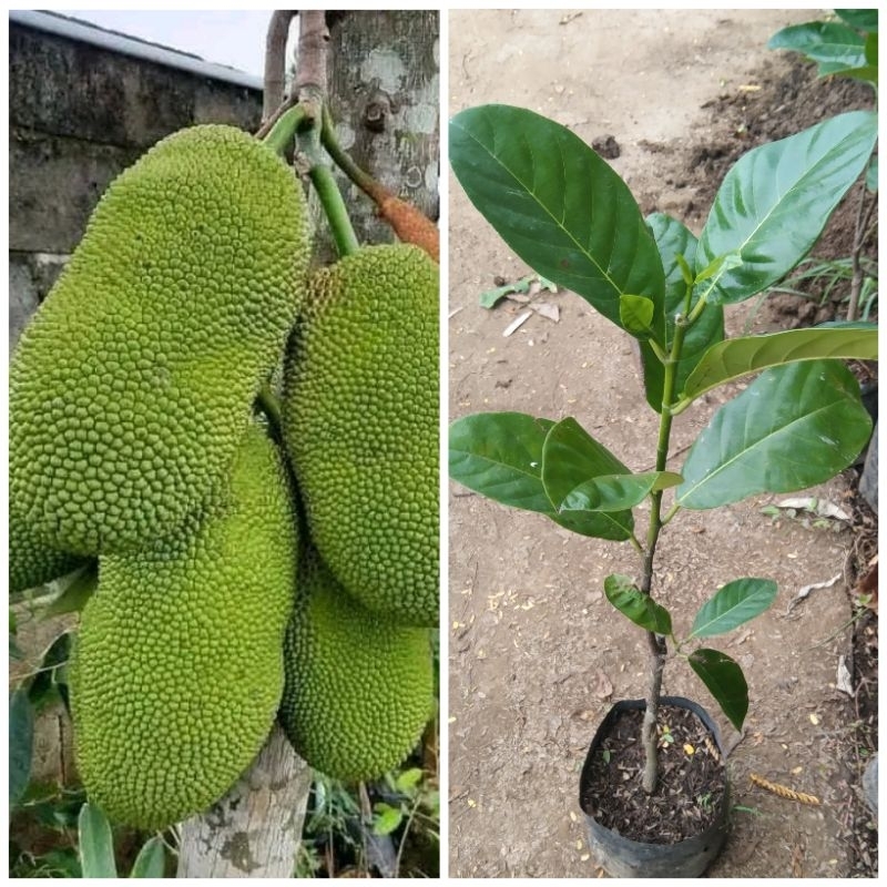 bibit nangka cempedak okulasi