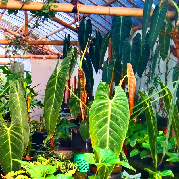 Tanaman Hias Philodendron Melanochrysum narrow daun jumbo