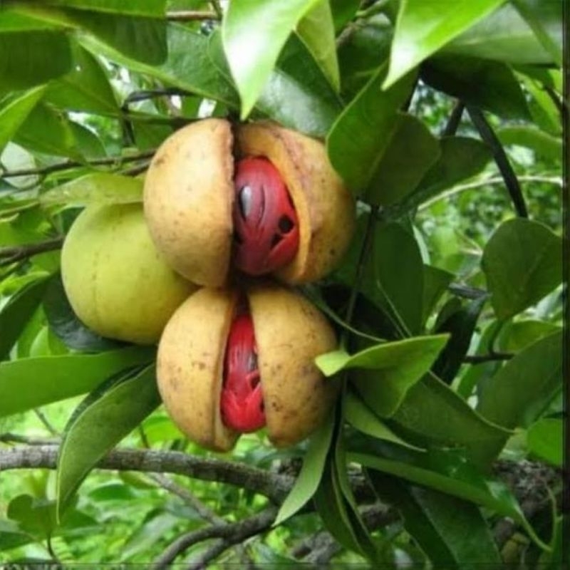 pala bibit pala,bibit tanaman pohon pala