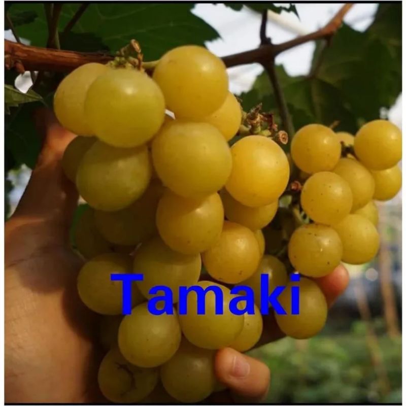 bibit anggur import tamaki