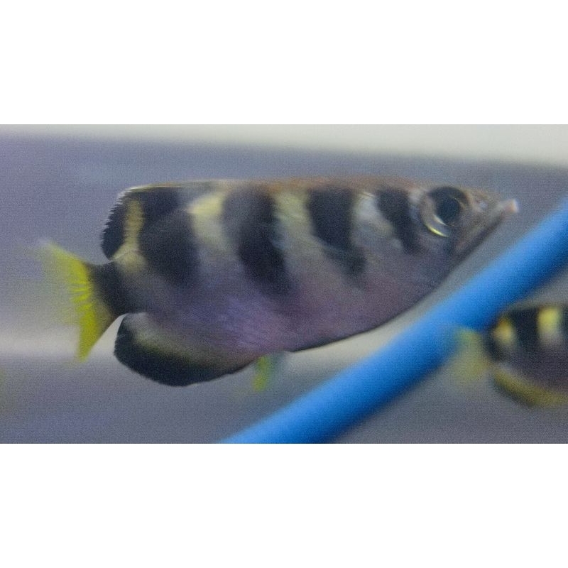 

ikan archery fish 8 cm