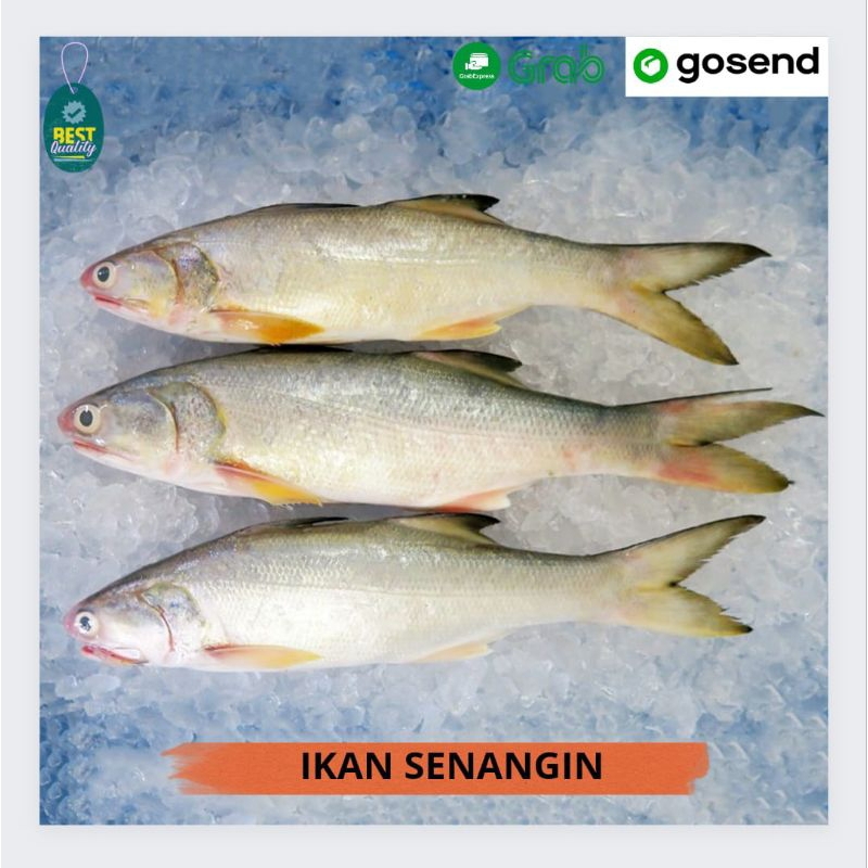 

Ikan Senangin Segar