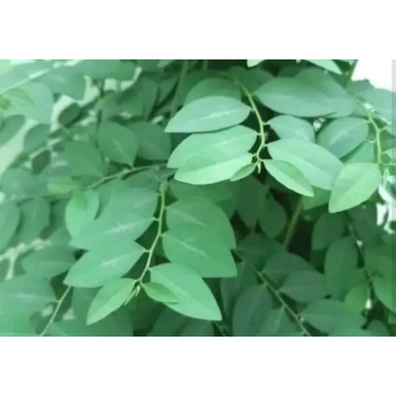 bibit steak daun katuk bibit tanaman daun katuk pelancar asi