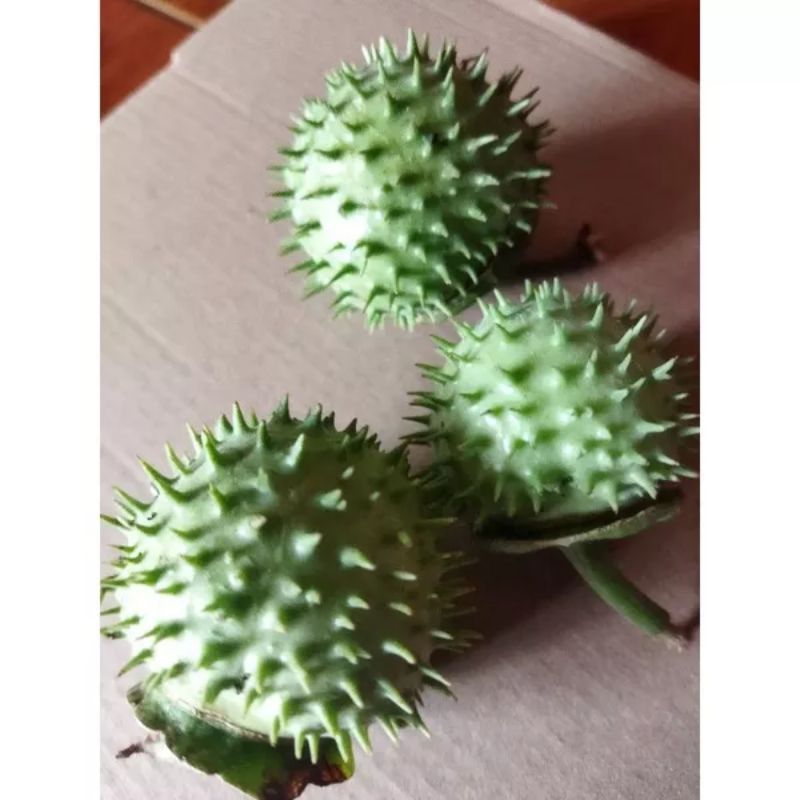 

buah kecubung segar 3biji Rp 20000