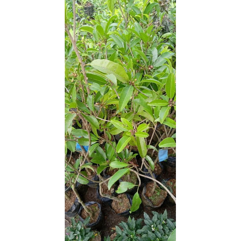 Bibit Sawo Sudah Berbunga/Berbuah