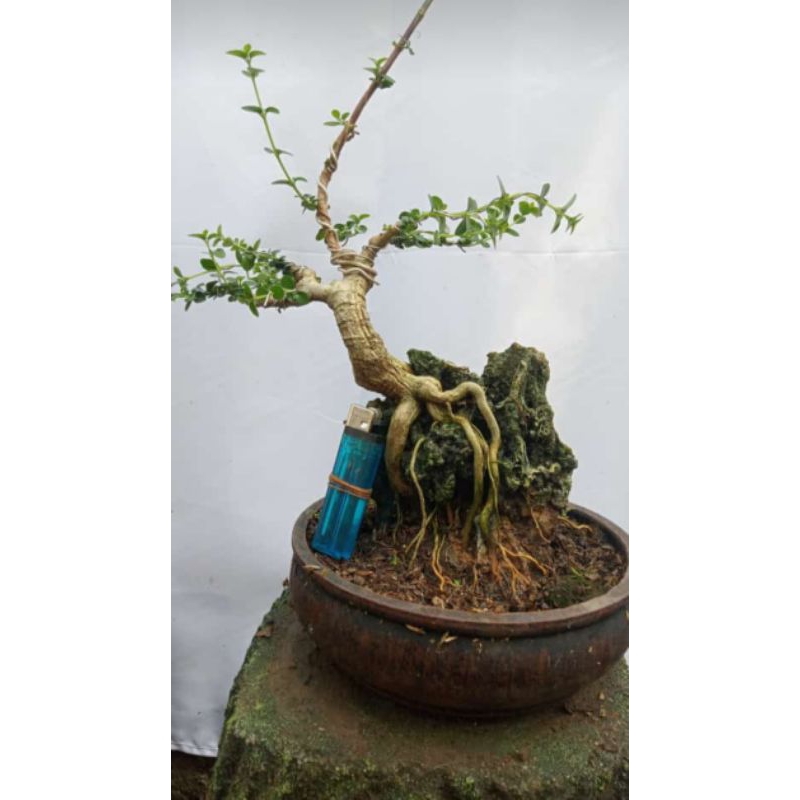 Bonsai sancang,on the rock /OTR.