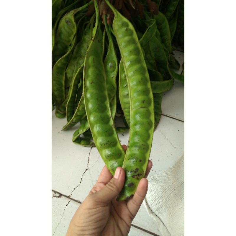 

LE PETE SUPER PANJANG 10 PAPAN BERGARANSI