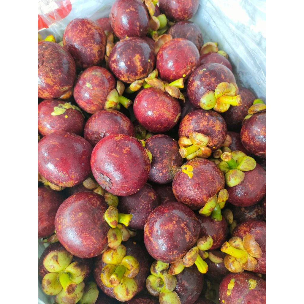 

BUAH MANGGIS | MANGGIS | MANGGIS FRESH