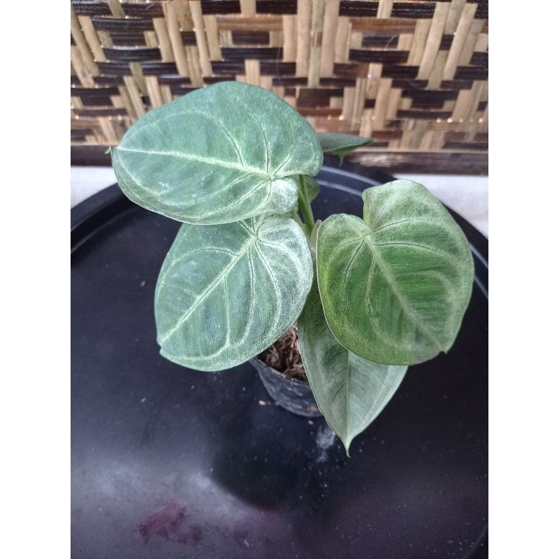 syngonium frosted heart tanaman hias unik langka