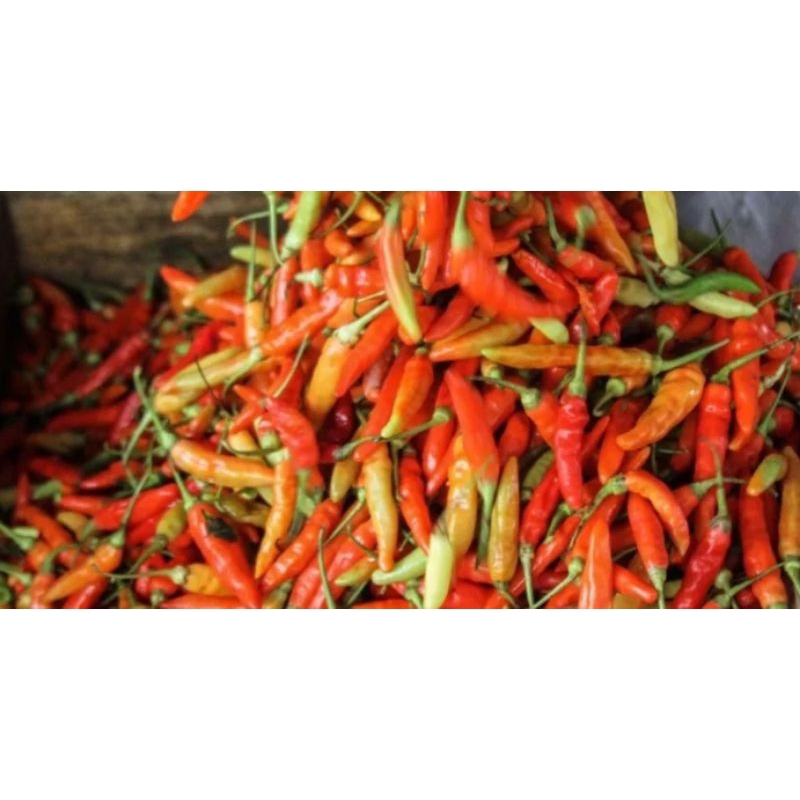 

Cabai rawit 500gr