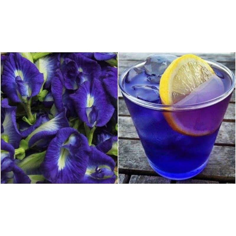 

Sirup Bunga Telang / Butterfly pea Syrup | 100 % Gula Asli