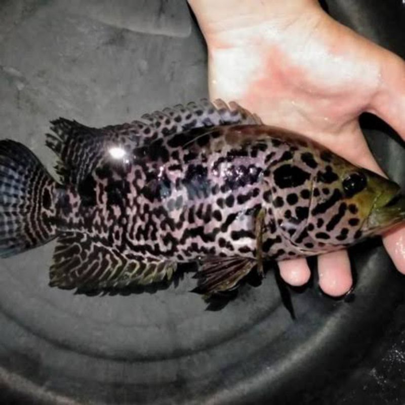 burayak kerapu air tawar/jaguar size 4-7cm