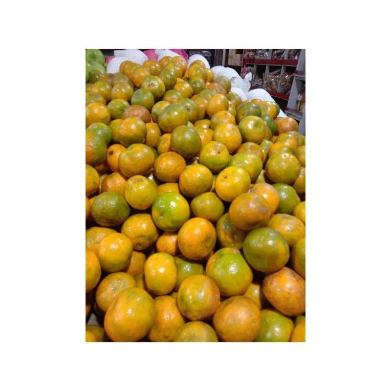 

Jeruk Medan manis segar SUPER
