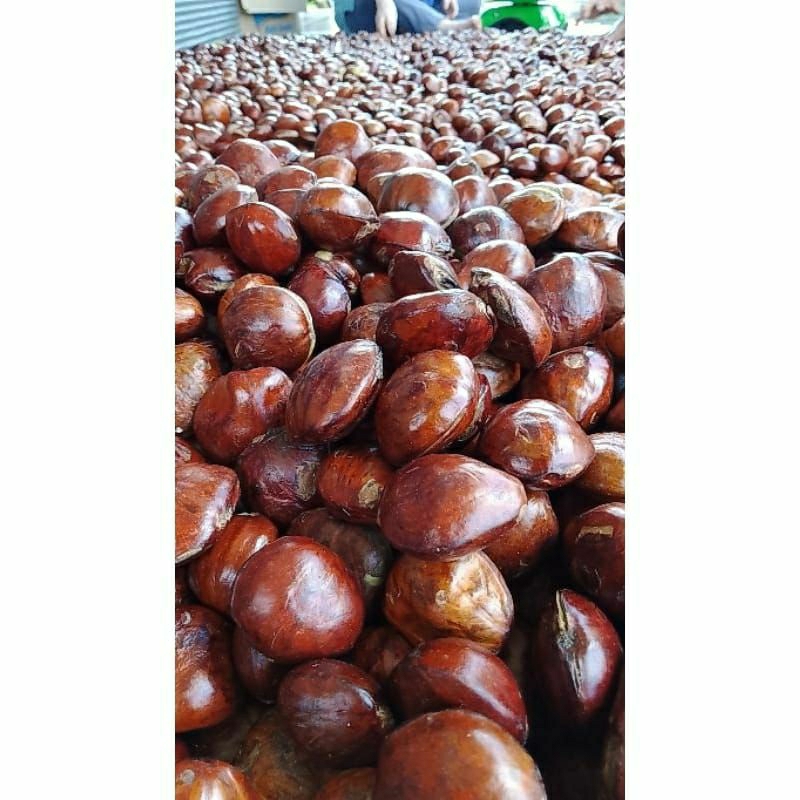 

jengkol tua sudah dikupas