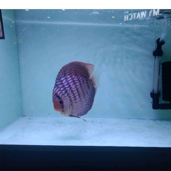 Paket Discus 3 Pasang