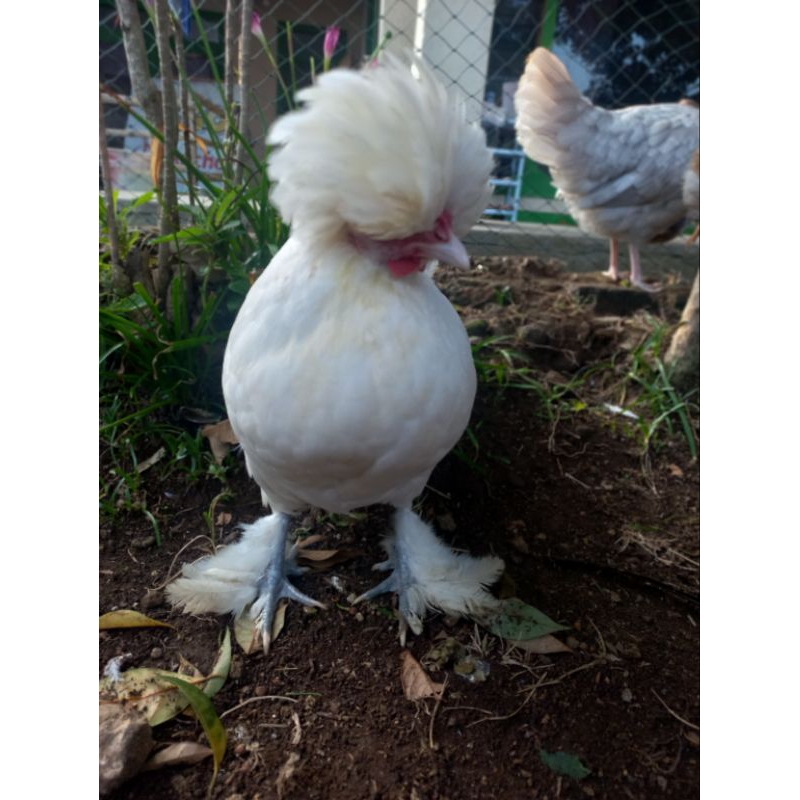 

Telur fertil ayam poland sultan 100% netas