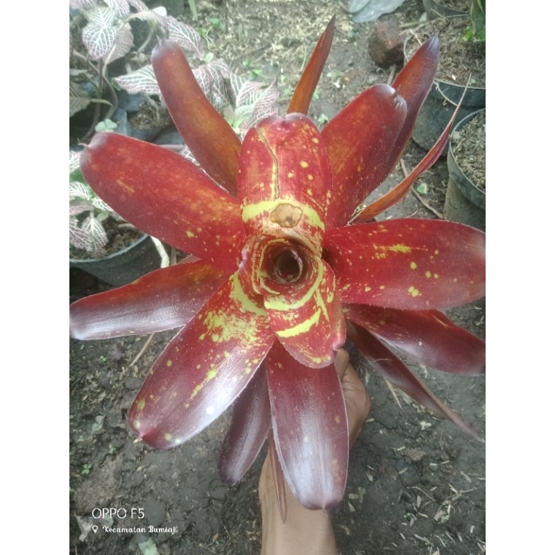 bromelia mawar