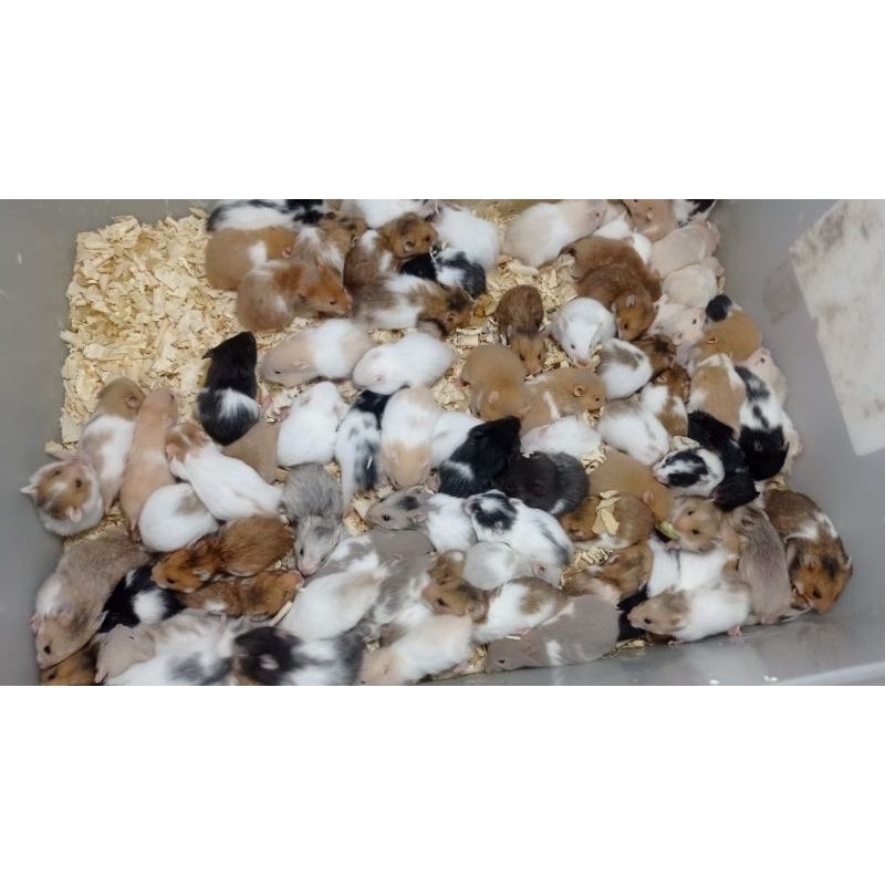 GPSS- Hamster Winter White Jinak Lucu Imut Khusus Surabaya &amp; Sekitarnya Gosend Hamster Syrian Campbel Roborovski