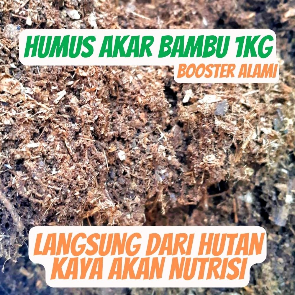 Humus Akar Bambu 1kg