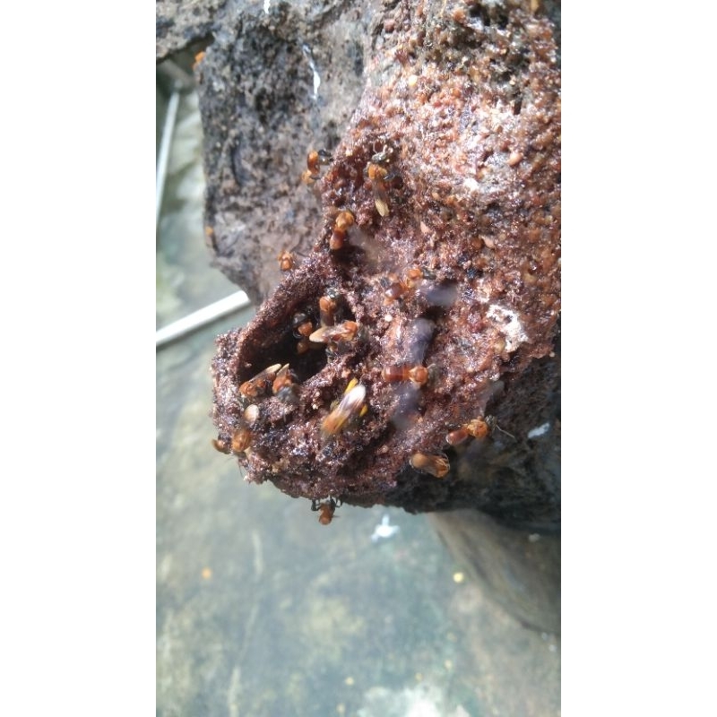 Stup Klanceng/Kelulut torasika