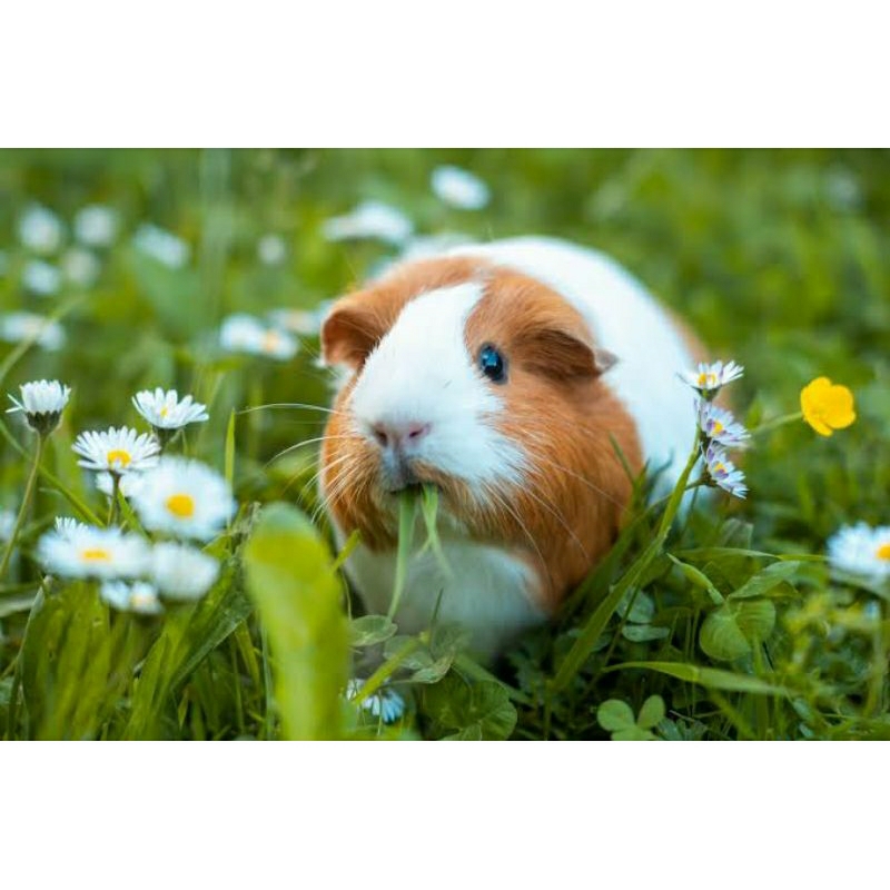 Jual Anakan Guinea pig Lokal abysinian marmut marmoot