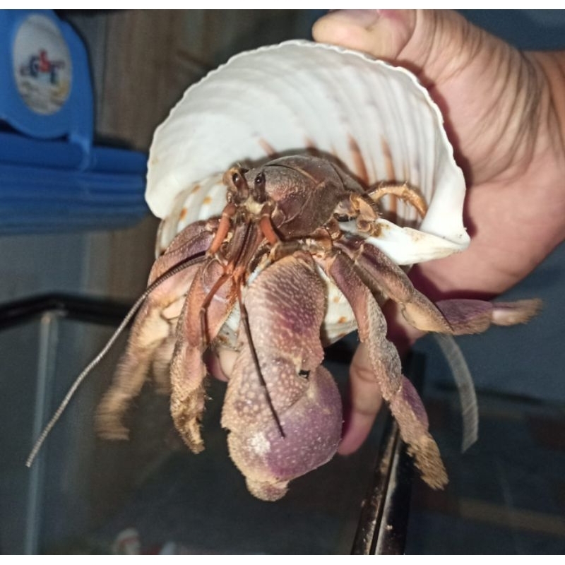 mainan kelomang size XXL cangkang tonna