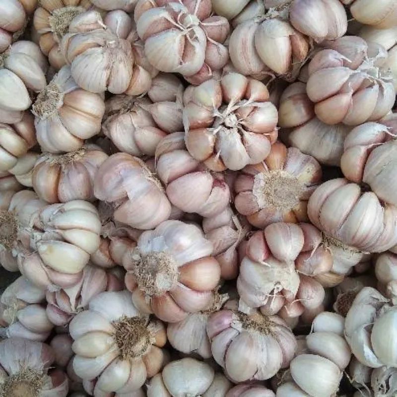 

BAWANG PUTIH KUPAS BERSIH DAN FRESHH Harga per1Kg