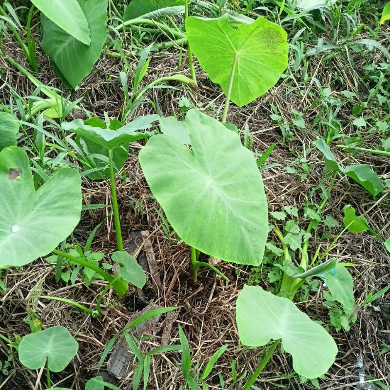 

Daun Kaladi Super Mewah dan Alami