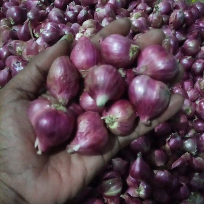 brambang jowo super(250gr)