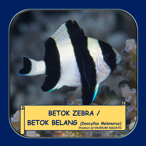 IKAN HIAS AIR LAUT - BETOK ZEBRA / BETOK BELANG