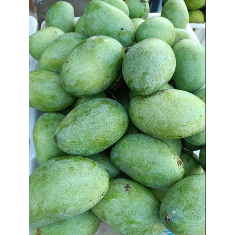 

Mangga manalagi (mangga madu)