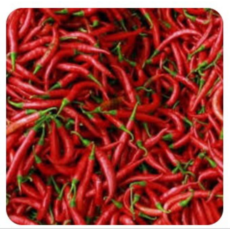 

cabai keriting merah segar 1kg sekilo