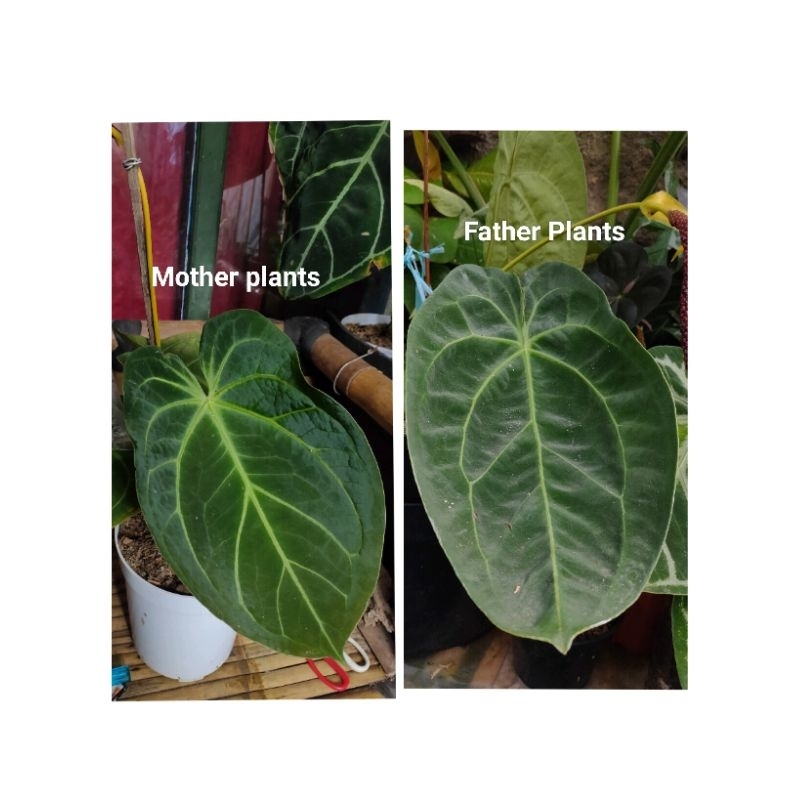 Anthurium King Of Spades Hybrid (HUx) X Forgetii Papillilaminum