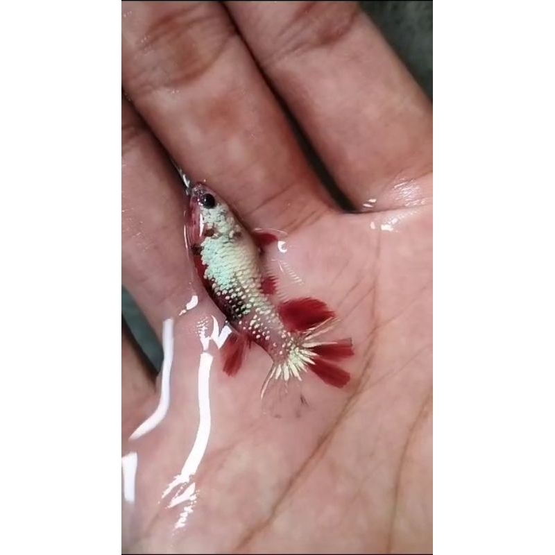 Cupang Hmpk koi copper