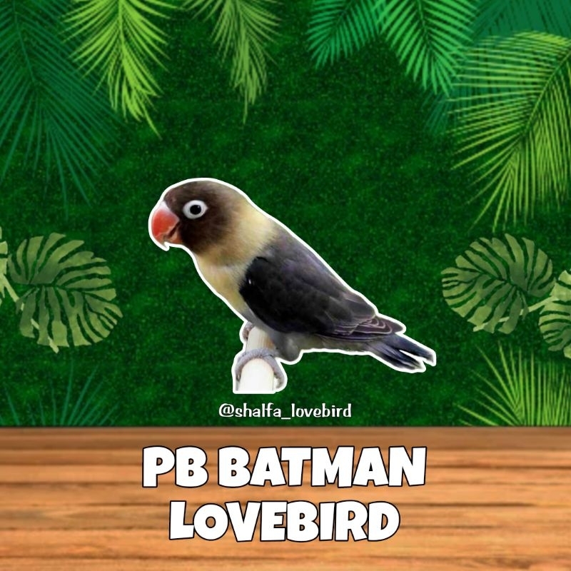 LOVEBIRD PB BATMAN JANTAN/BETINA PAUD DAN DEWASA