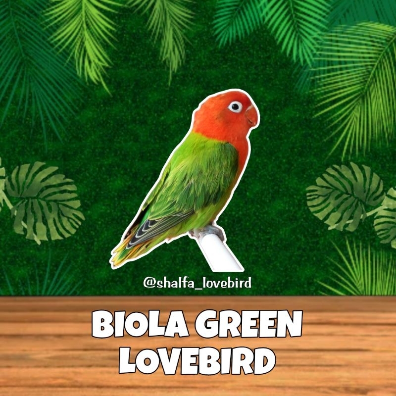 LOVEBIRD BIOLA GREEN JANTAN/BETINA PAUD DAN DEWASA