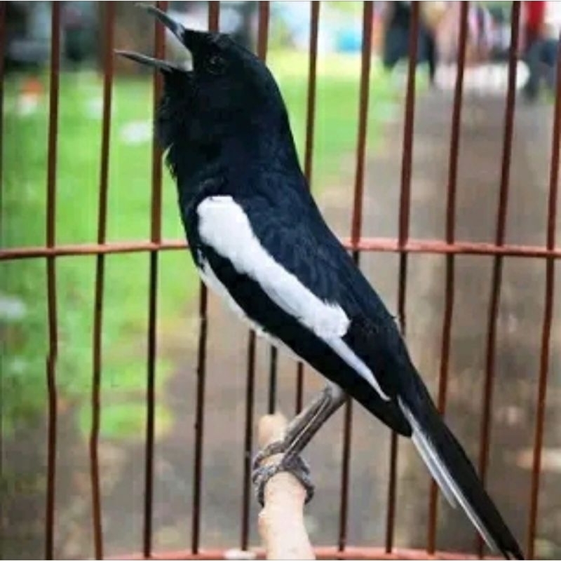 Burung Kacer Jabar Jinak Gacor Dorrr harga NETTT