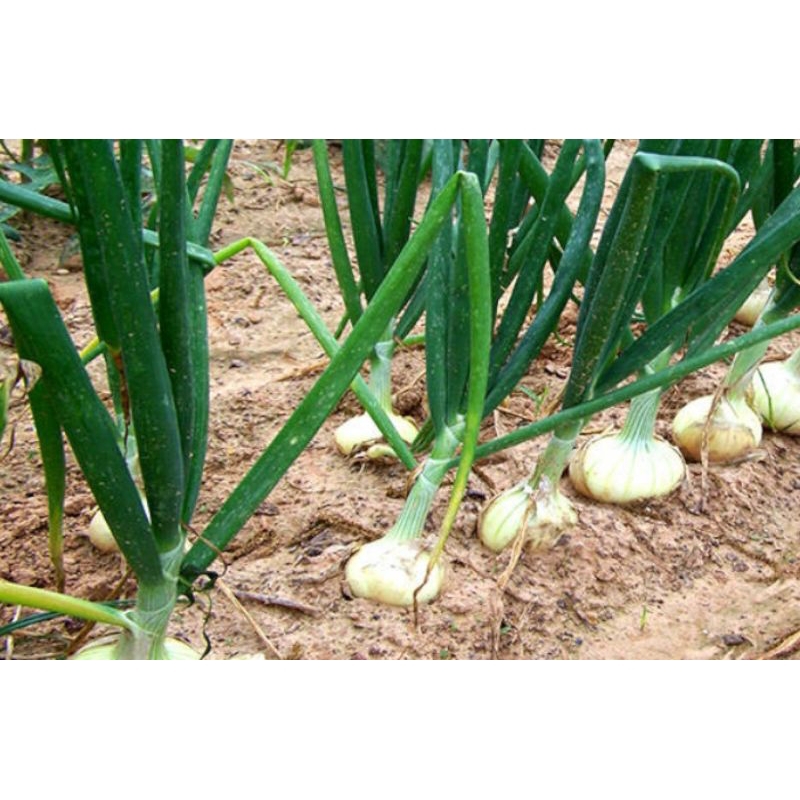 

BAWANG PUTIH HONAN 1 KG