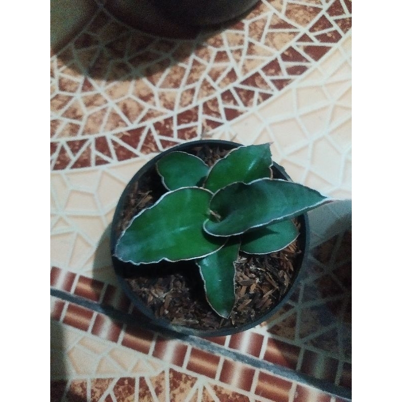 sanse rorida varigata